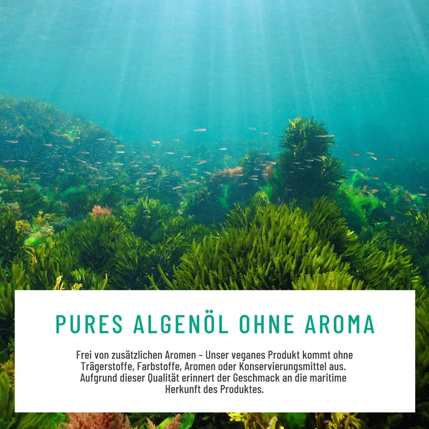 Algenkraft: Omega 3 Algenöl Kapseln - Image 6