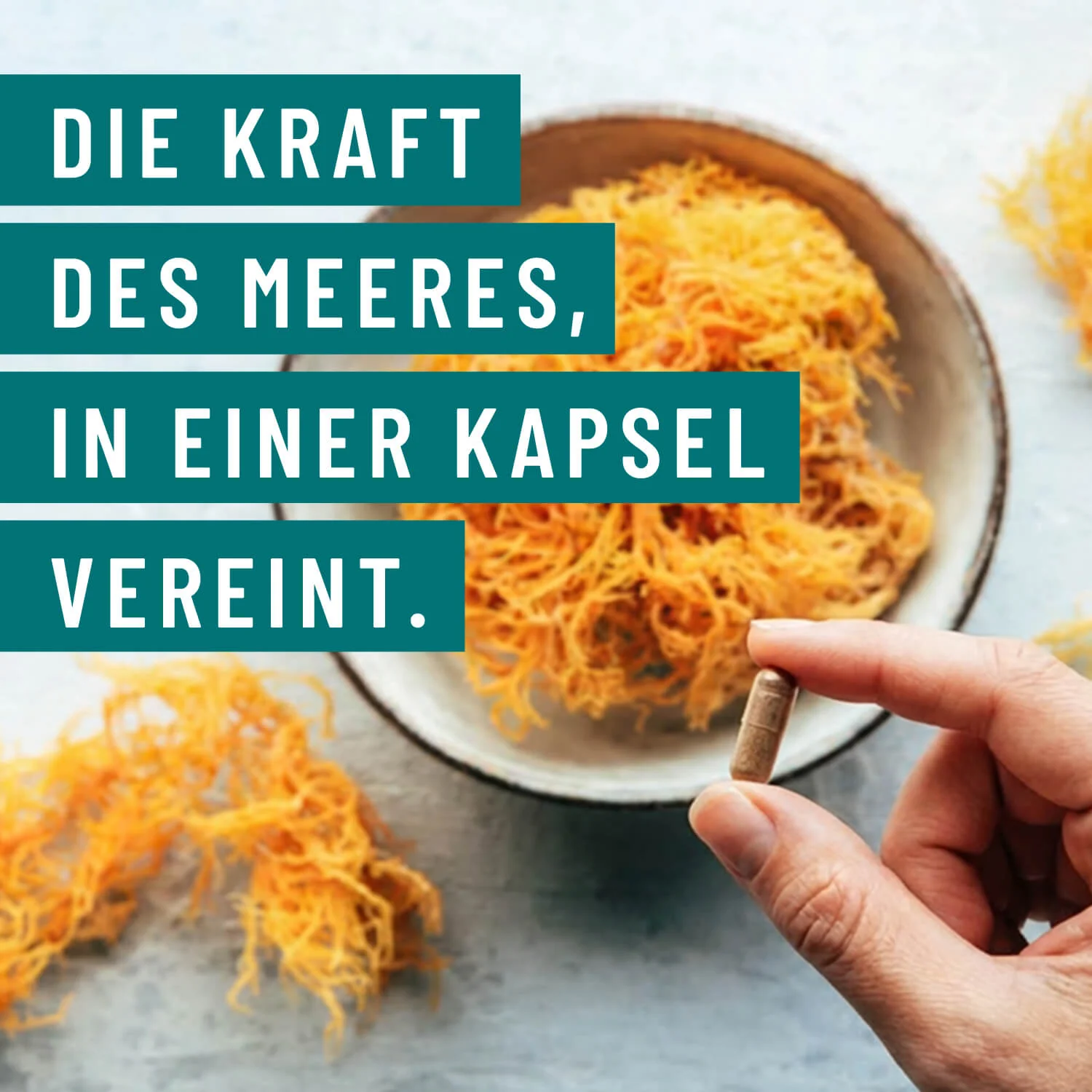 Meeresperle: Irish Sea Moss - Image 8
